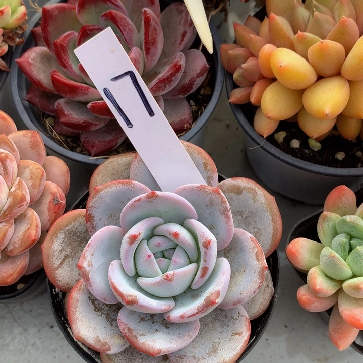 多日子合集727273727