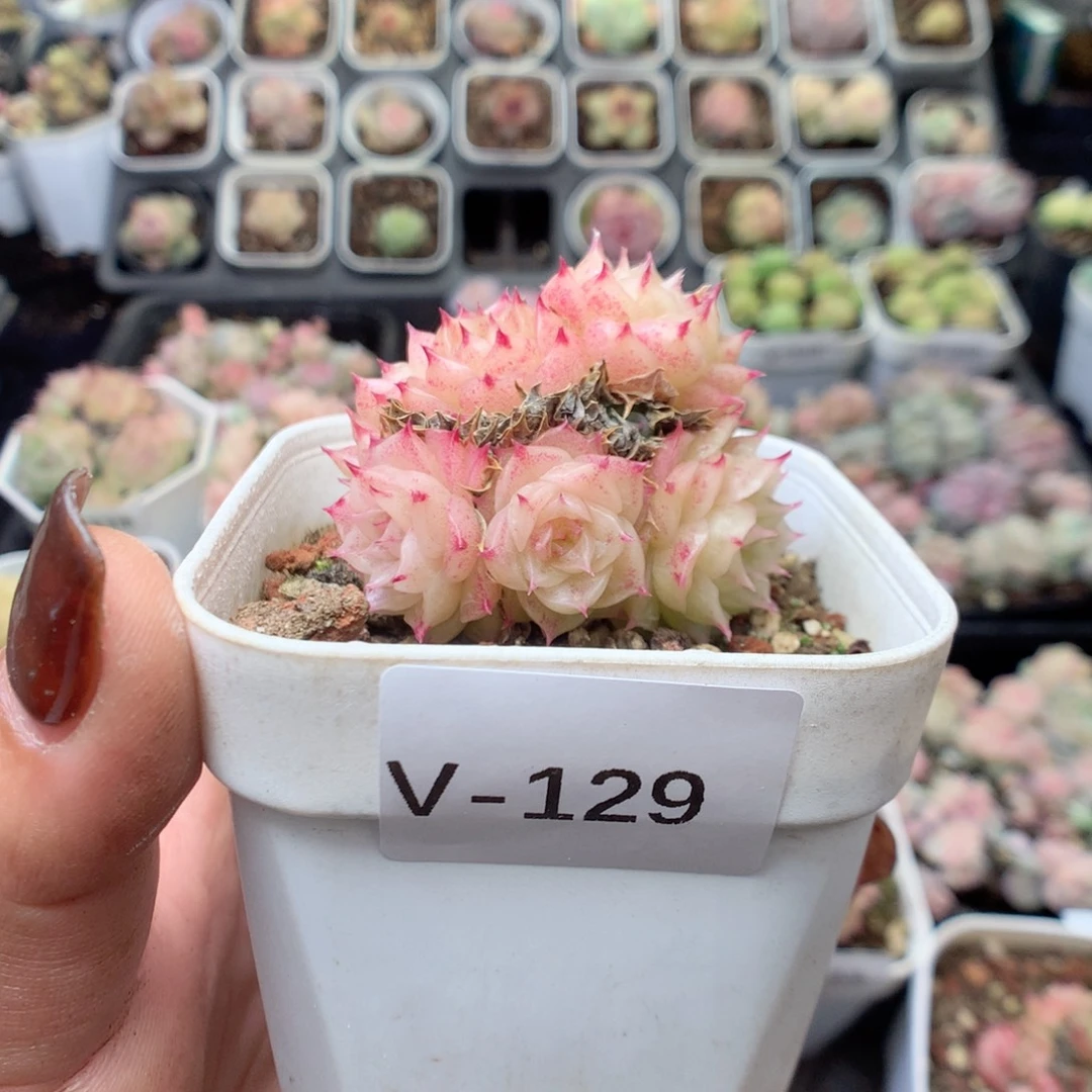 无花朵V129英语英语