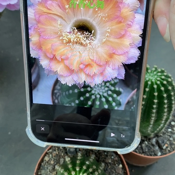 香香心舞带根5.5公分左右