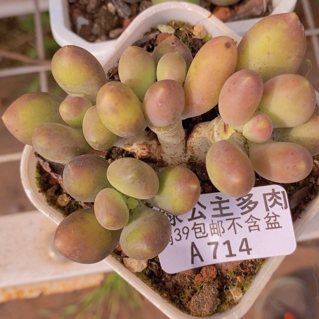 芒果奶7cm714多肉植物