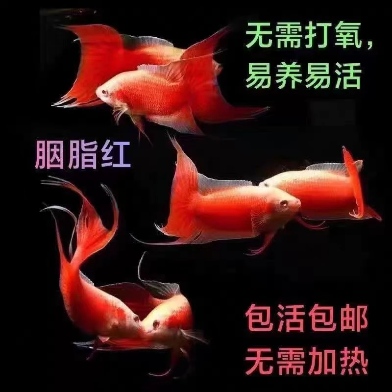 中国斗鱼白化红冷水观赏鱼耐活好养懒人鱼免打氧免加温可群养混养