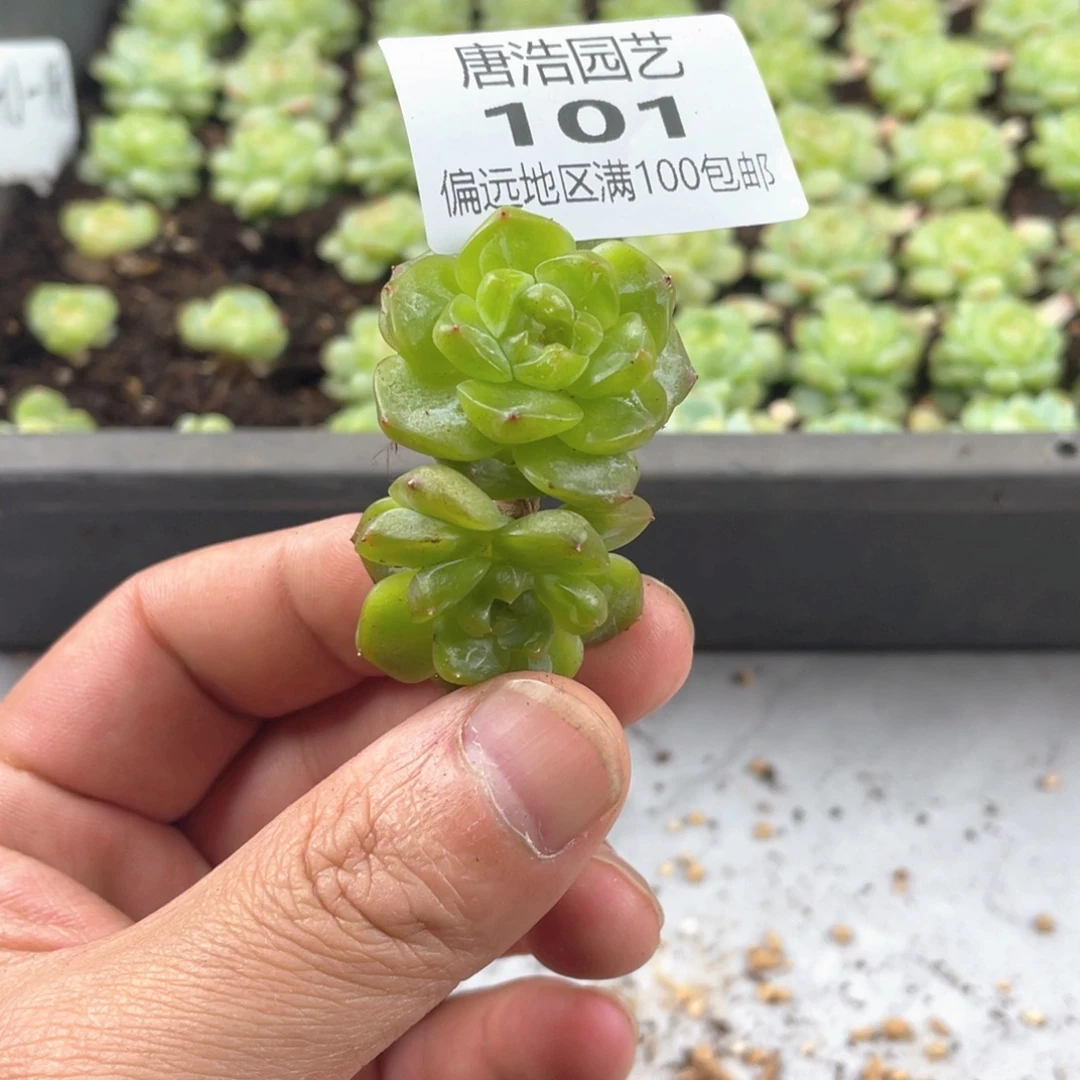 优选珍妮一物一拍101
