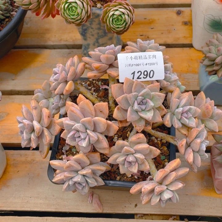 谢谢你的支持00001290