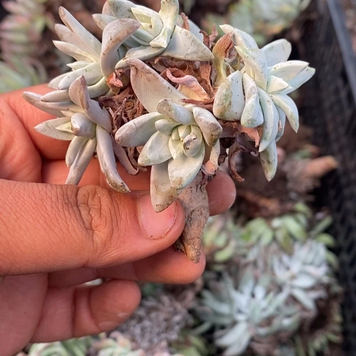 叛*哥3639哈哈哈哈哈哈哈哈哈