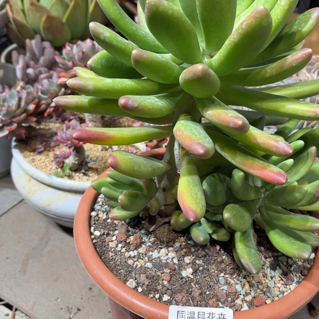 同温层多肉金蟾187