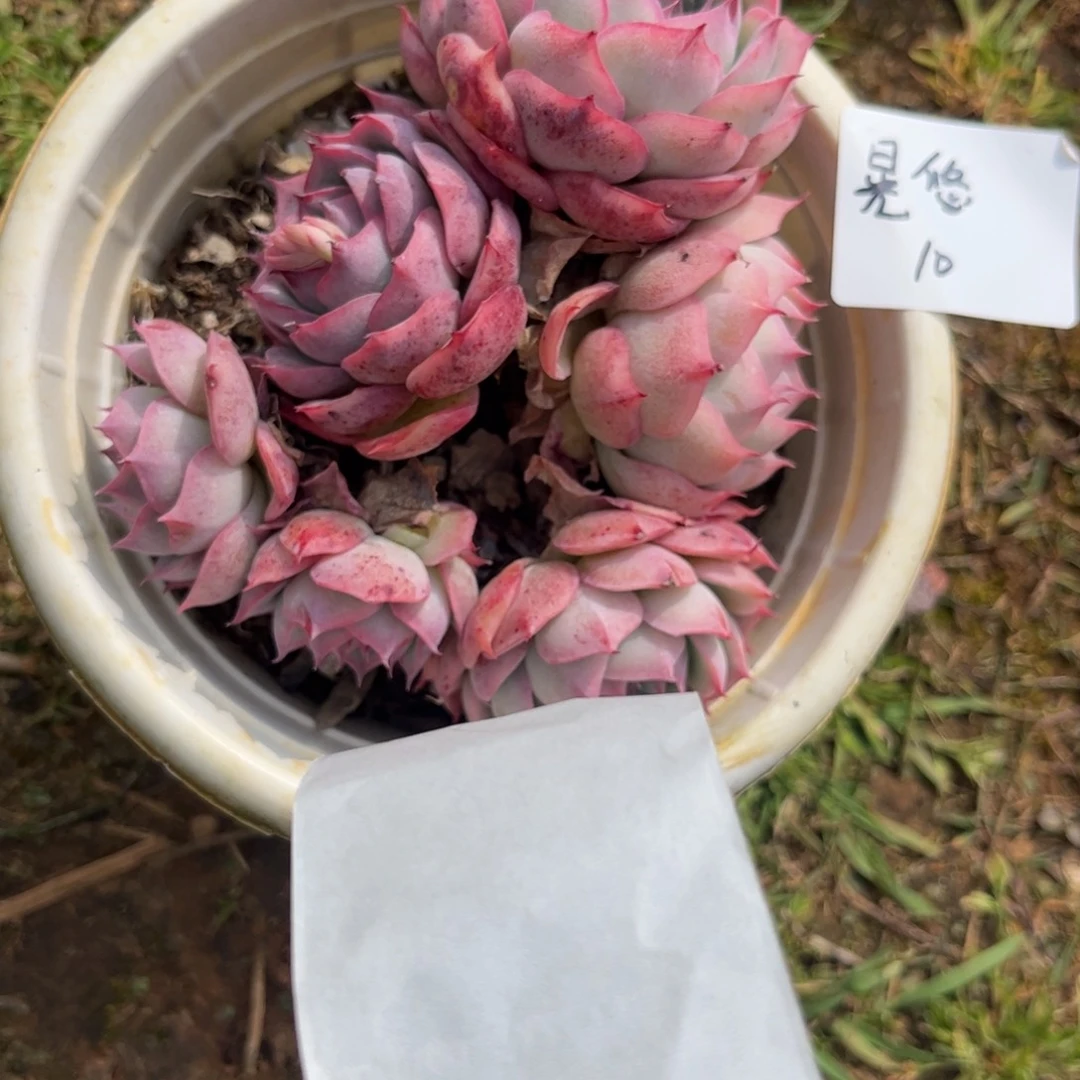 晃*侧影多肉植物