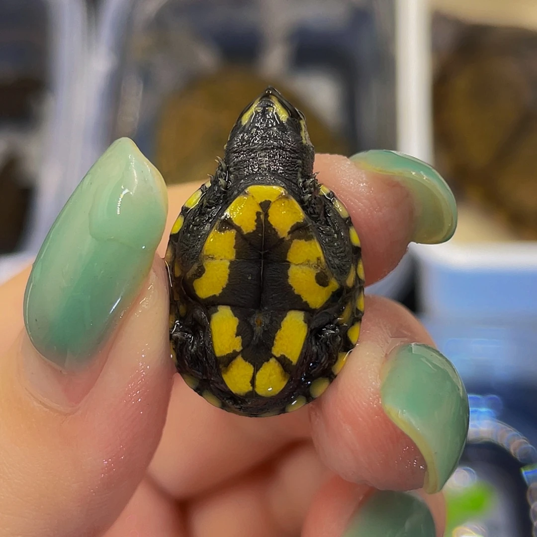 蛋龟母不分公母56677