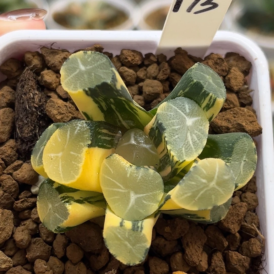 173玉龙万象锦福利专场