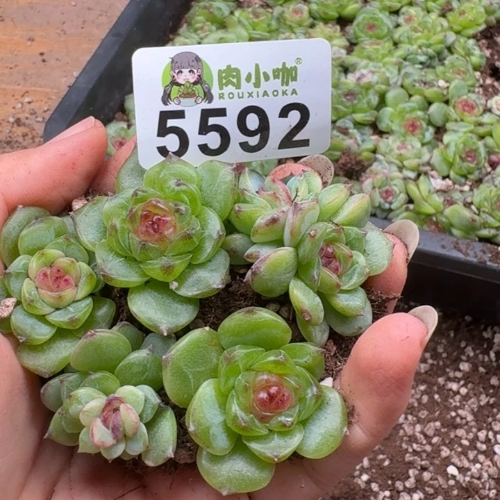 多肉植物多肉植物