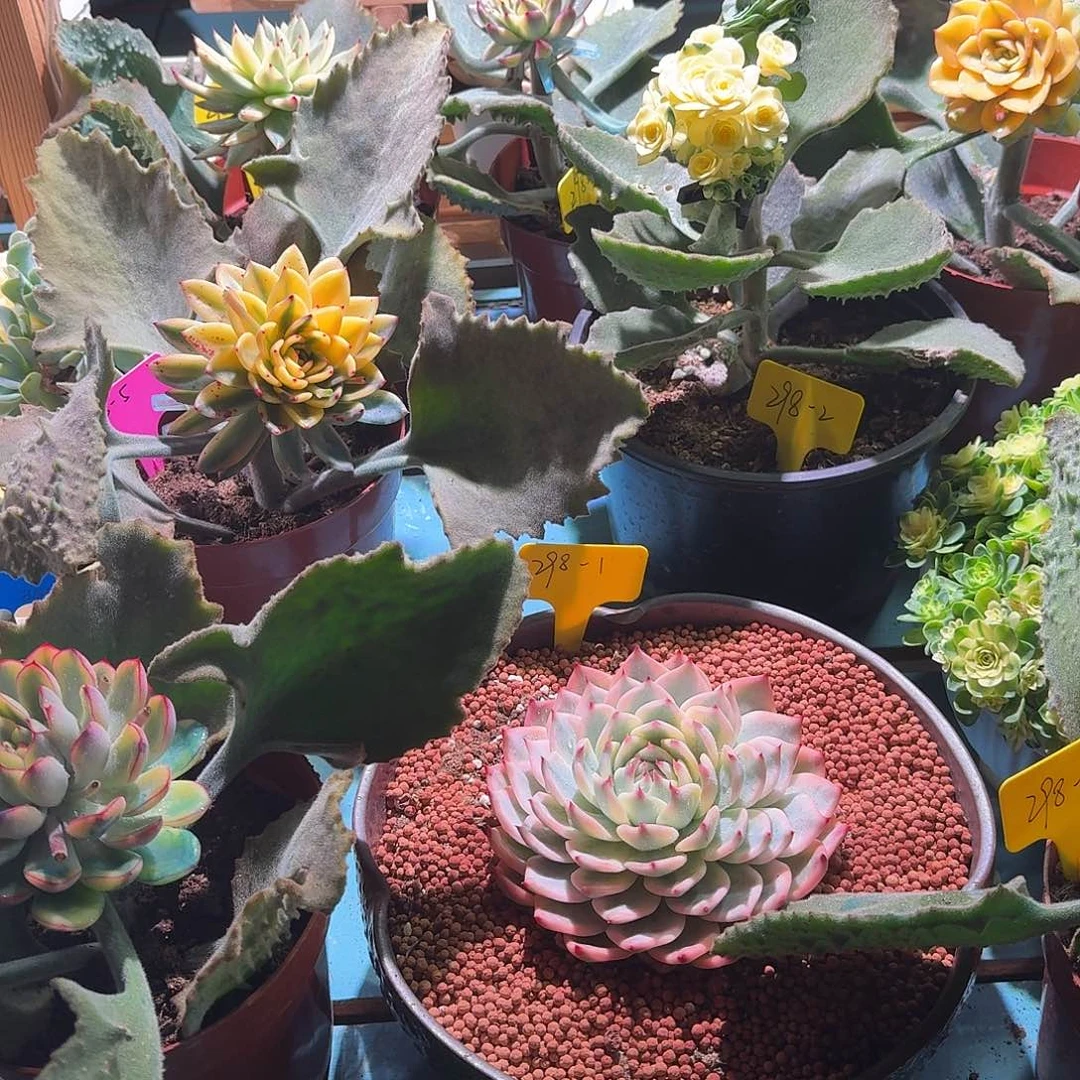 浮**梦大转盘转一次，不退不换