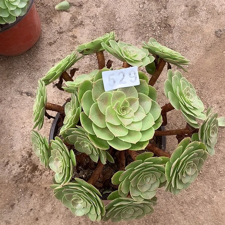 多肉植物万圣节529号