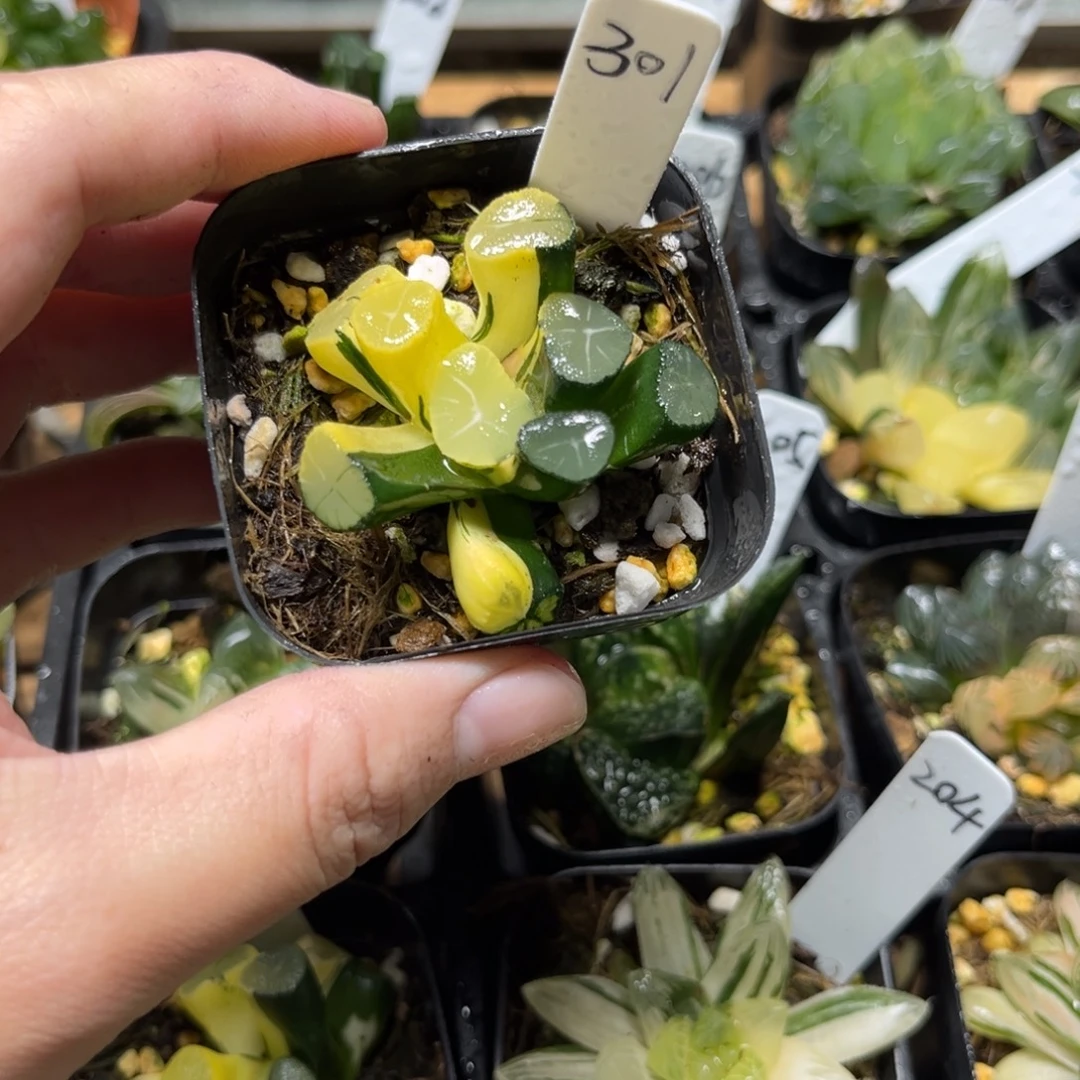 301玉龙万象锦一物一拍