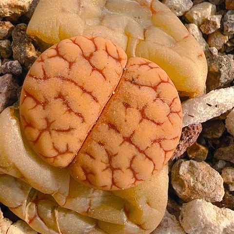 【闪购商品】20433