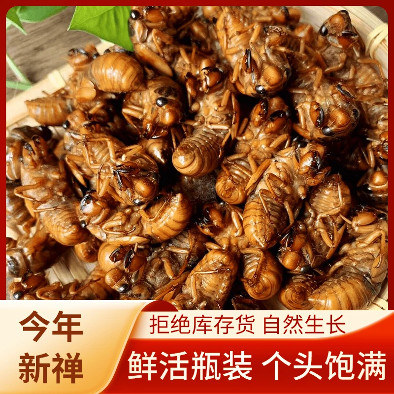 【野生】50只一瓶2025新鲜山东金1蝉知了蝉猴 爬叉【个大新鲜】顺丰包邮巨香巨好吃