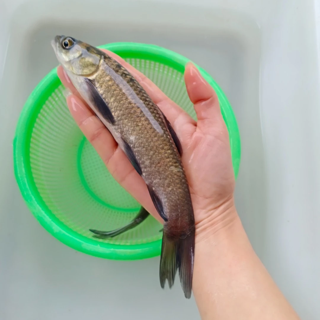 【活体】青鱼螺丝青（4-25cm）观赏鱼淡水鱼冷水鱼