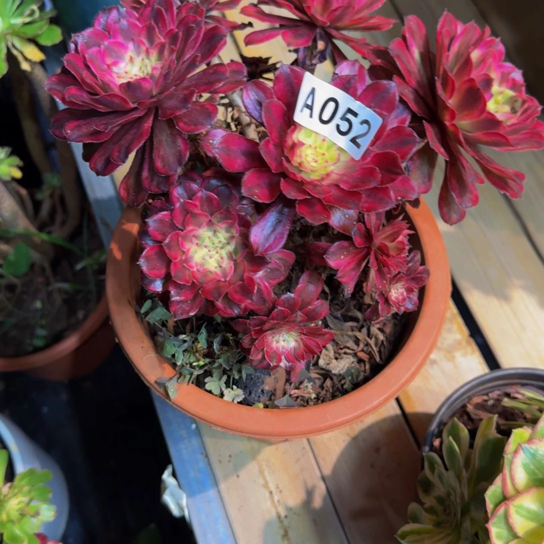 旋***风052多肉植物法师号