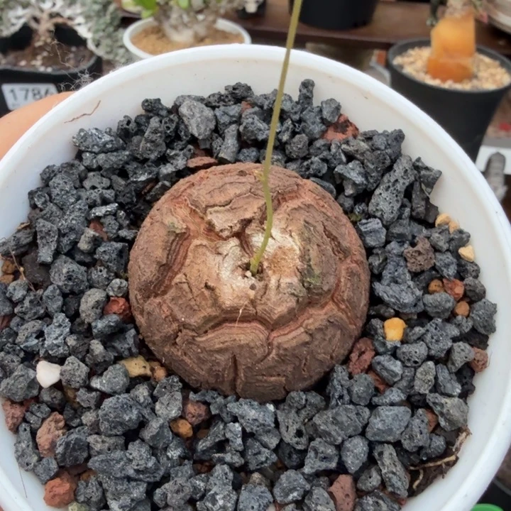 龟甲龙1812 （满28包邮）