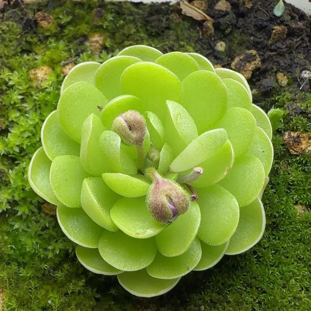 0204-269（捕虫堇）