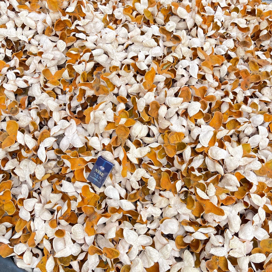 浦北陈皮老树大红皮