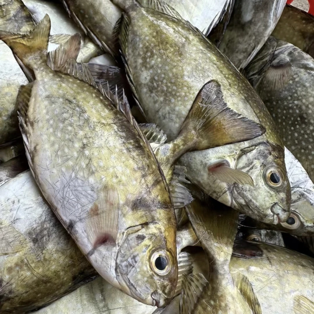 本港野生海捕 泥猛鱼 帮杀损耗15%-25% 新鲜海鱼