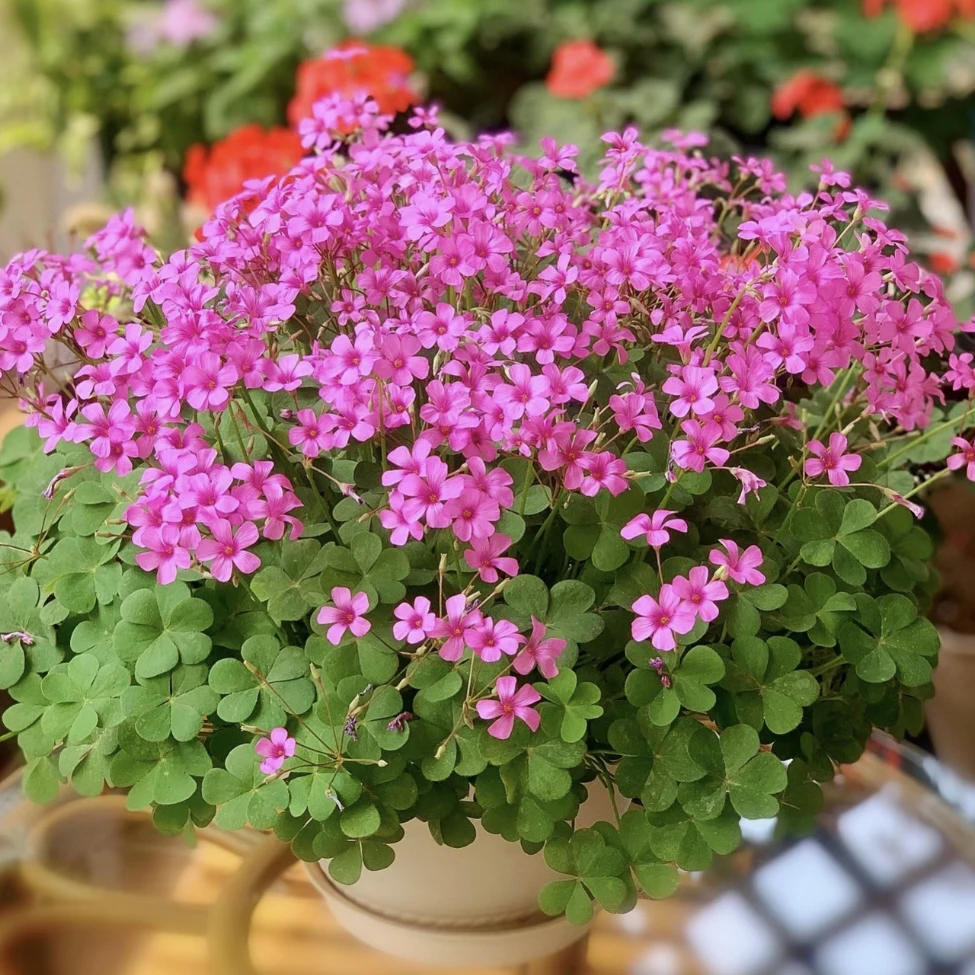 绿叶红花酢浆草