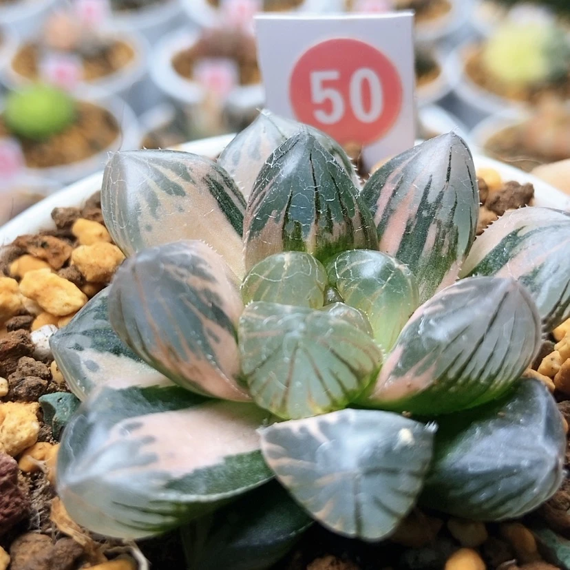 【闪购商品】陈*一50龙爪