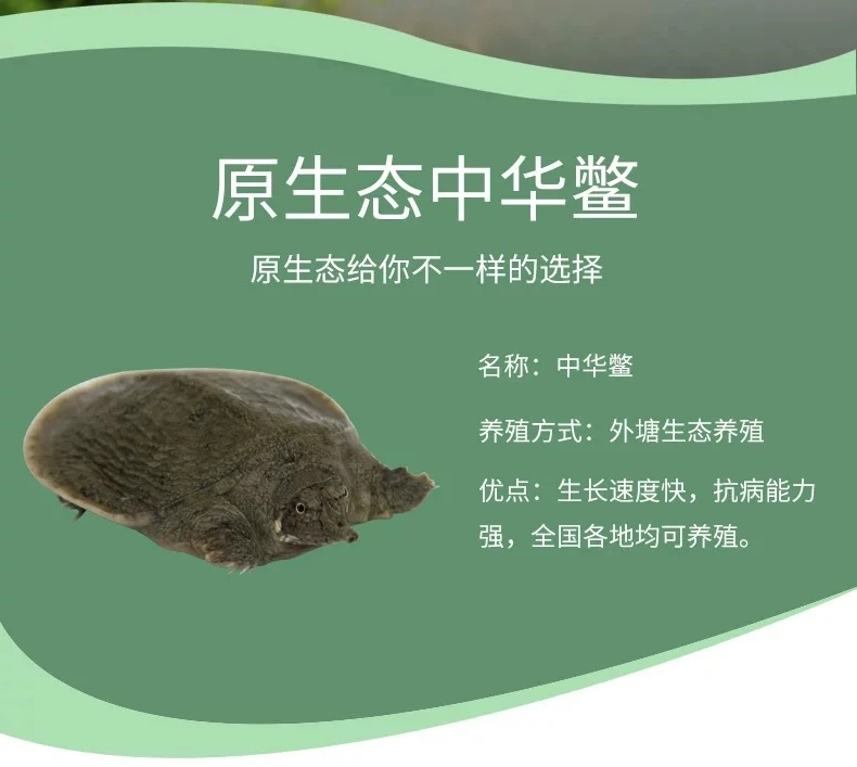 顺丰包邮】外塘冷水甲鱼苗2两到3两中华鳖养殖专用本地水鱼鳖批发