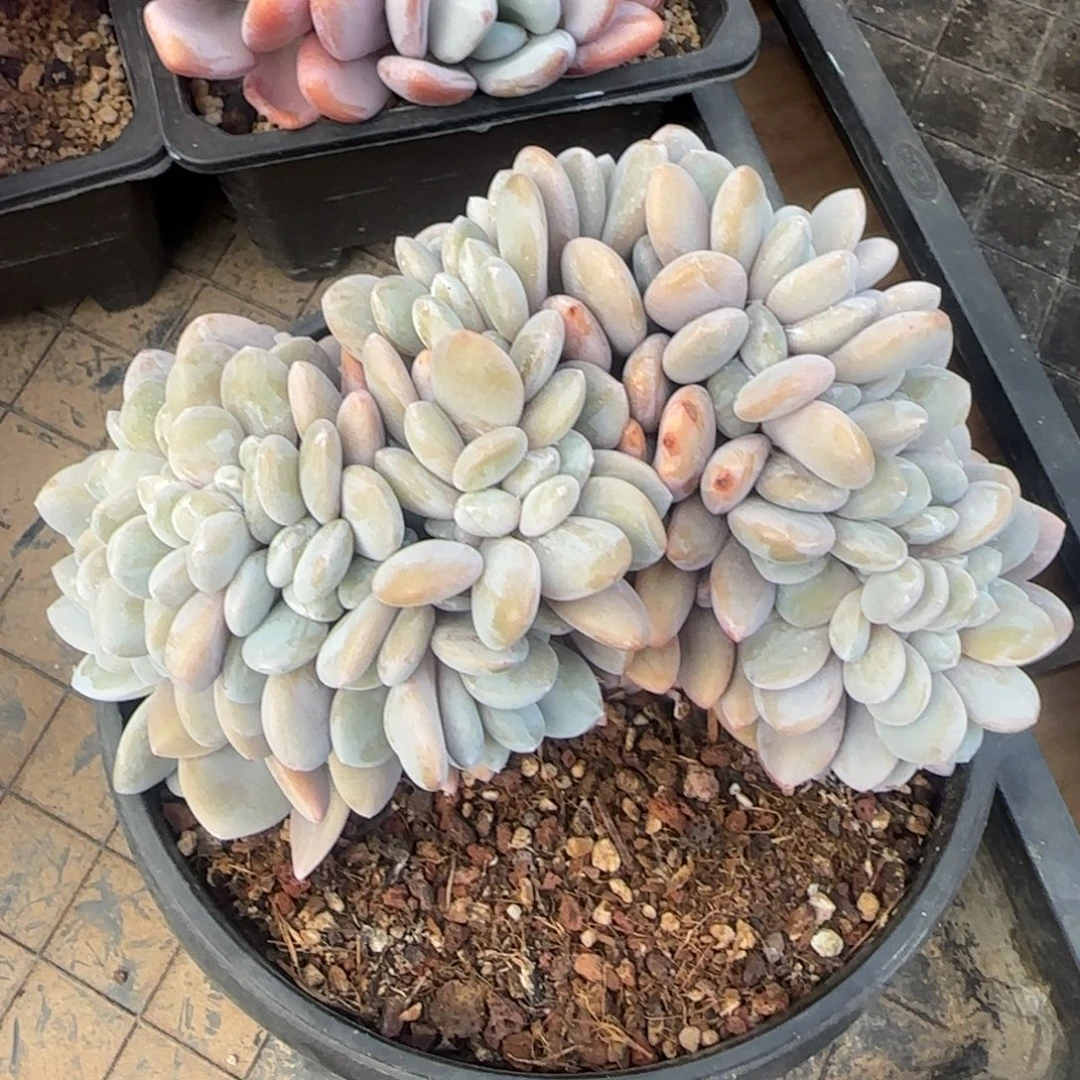 多肉植物一物一拍