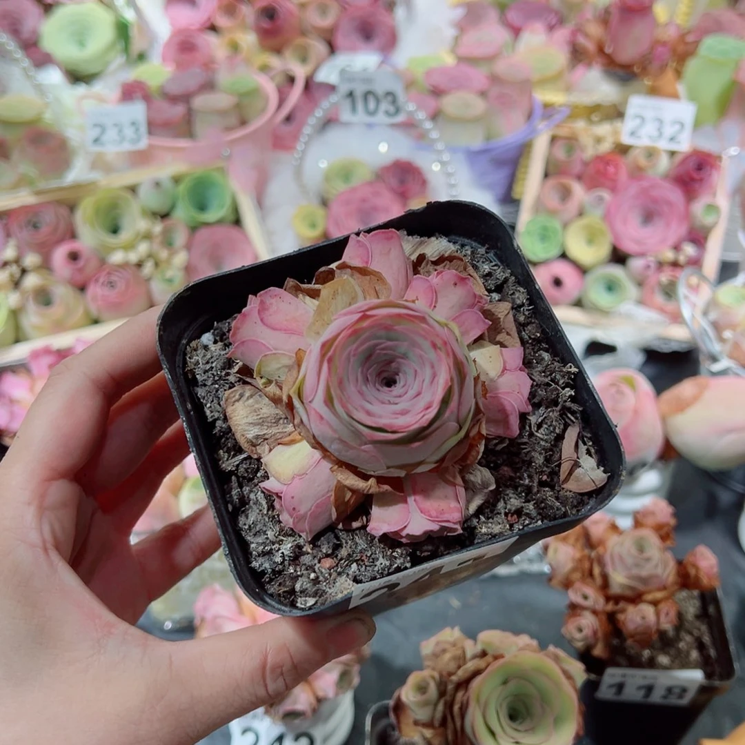李***李241蜜桃仙子捧花群。  一物一拍