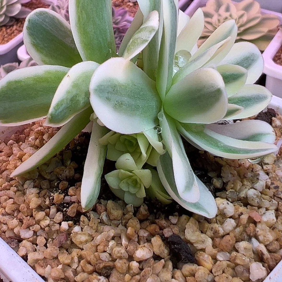 山地玫瑰锦春晓1433号