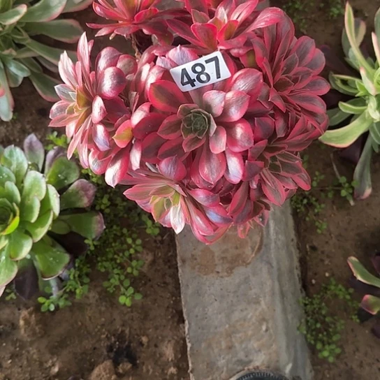 无花朵女妖487号不包断枝