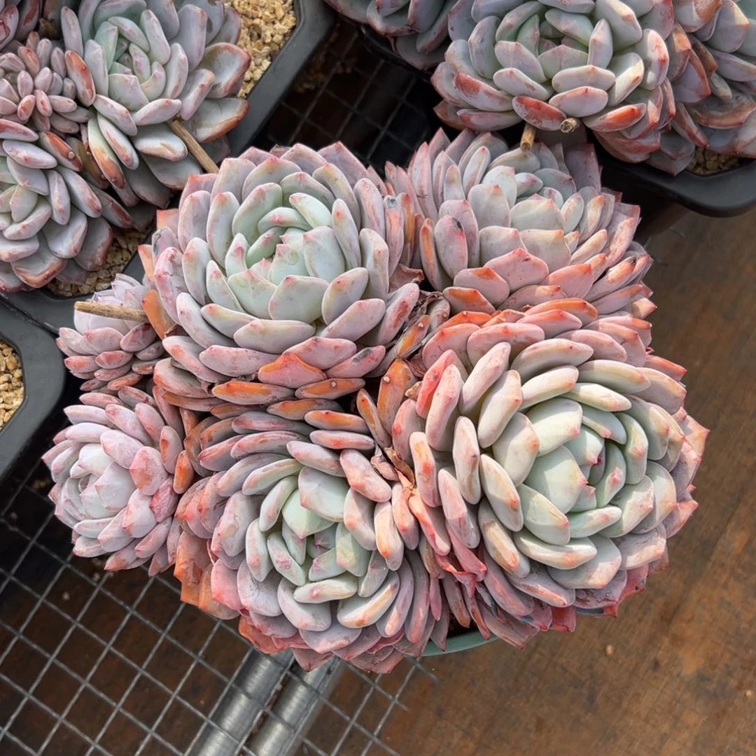 ****见遇见多肉园艺初见星影