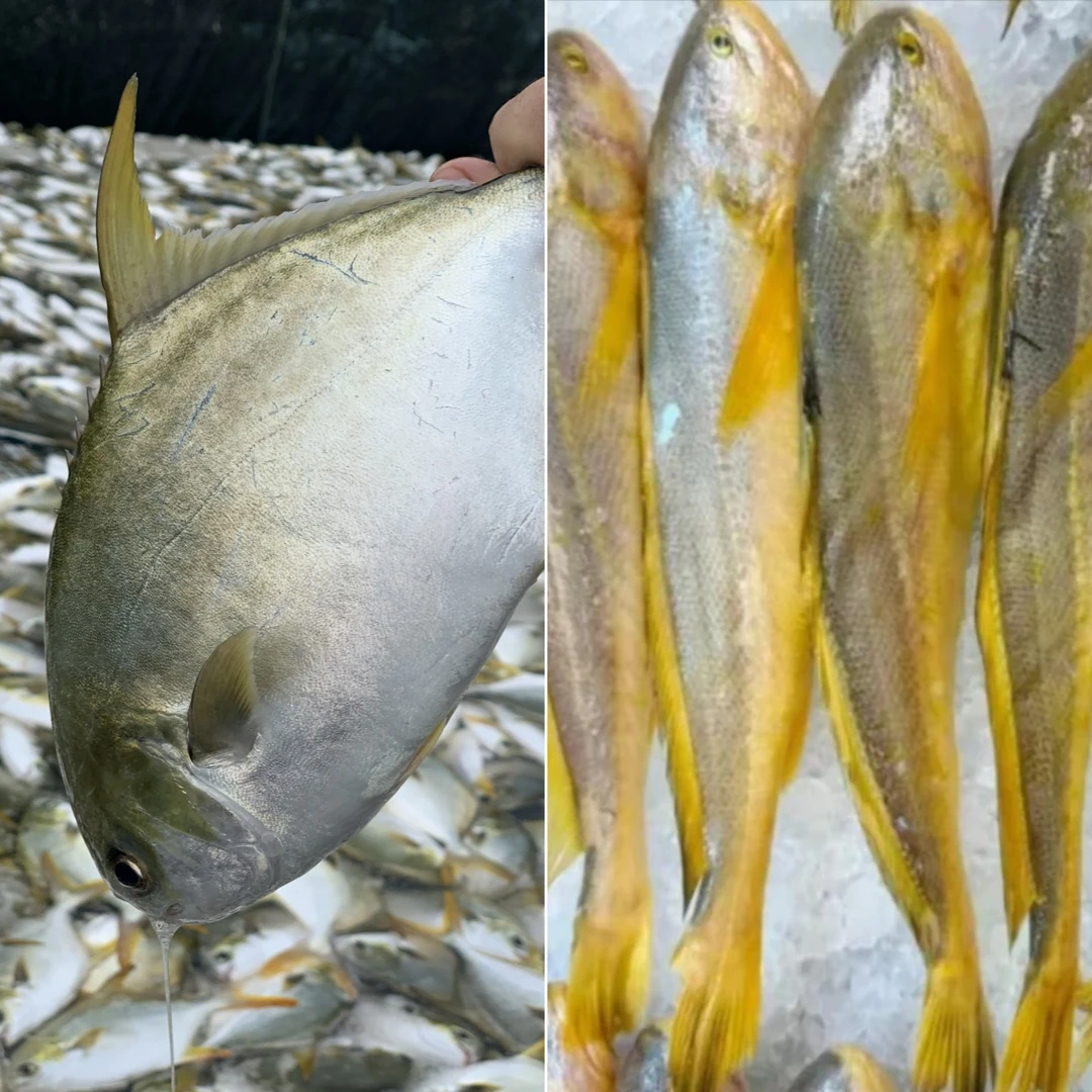 【买金鲳鱼送黄鱼】海捕黄鱼金鲳鱼 速冻非活发 不帮杀
