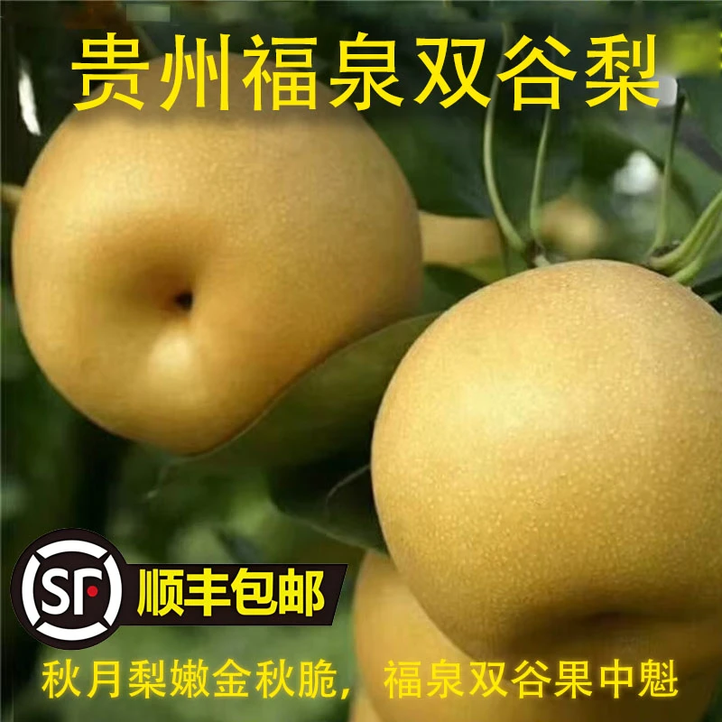 【福泉培商】正宗福泉双谷秋月梨金秋梨现摘现发脆甜多汁顺丰包邮