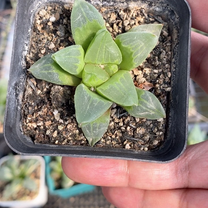 实生冰城一颗。 随机发货。  福利。