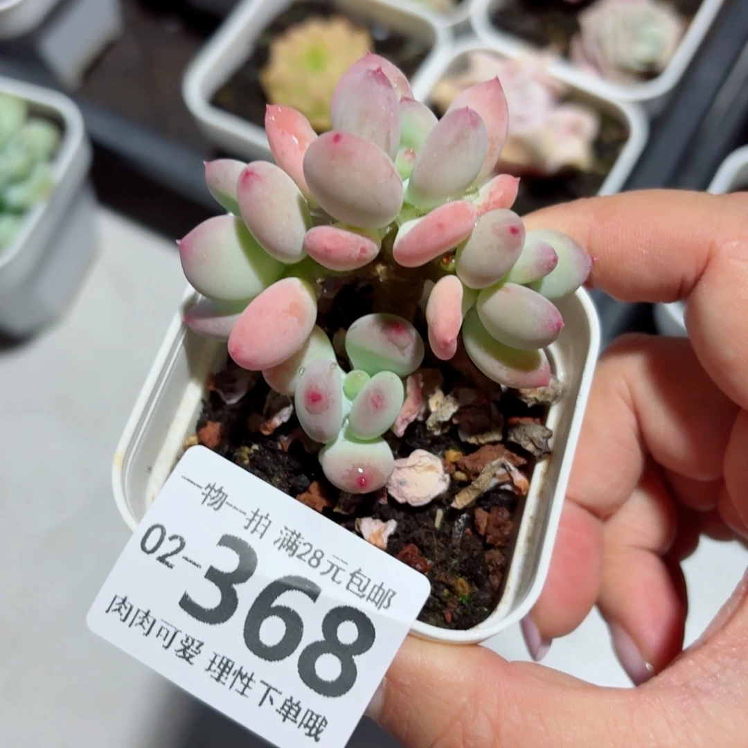 苹果奶多肉无盆土发货无