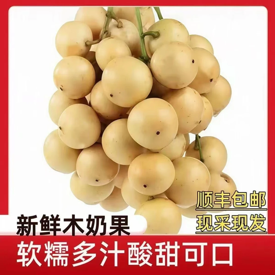 广西热带新鲜三丫果木奶果罕见奇异酸甜水果现摘现发