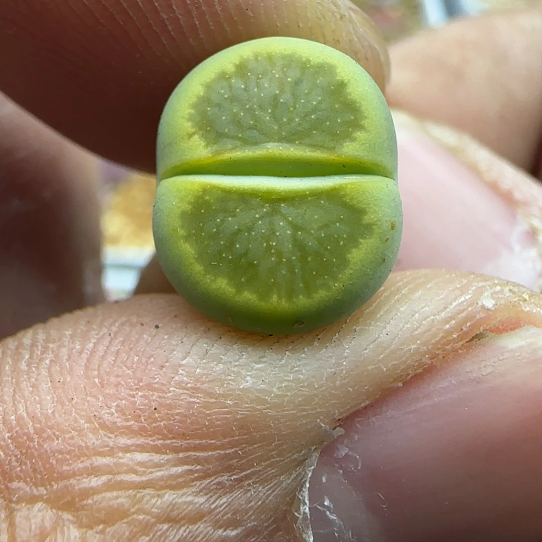 406 生石花大棚直播