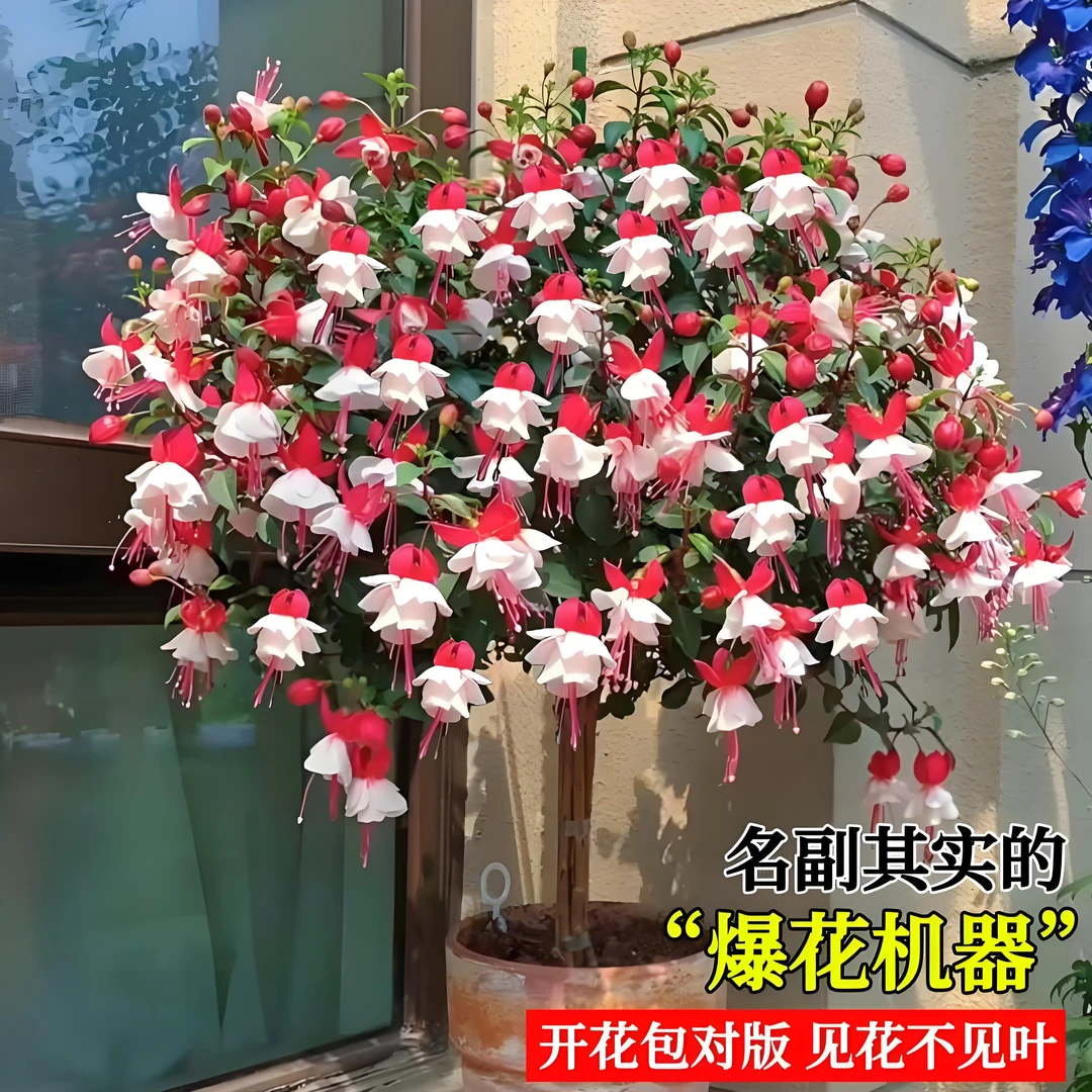 倒挂金钟棒棒糖灯笼花四季开花盆栽带花苞重瓣大花型老桩室内好养