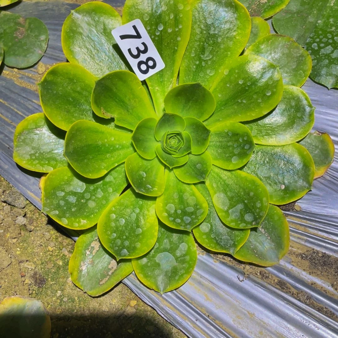 香炉盘黄多肉植物738
