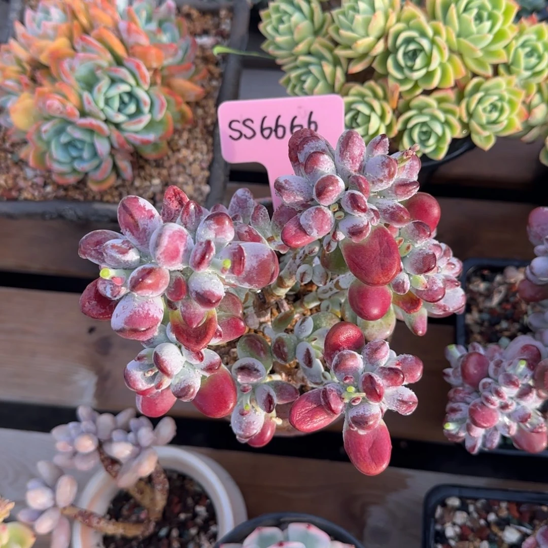 乒乓福娘老桩多肉五十包邮