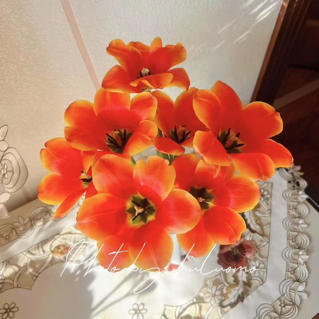 真爱郁金香水养鲜切花办公室室内瓶插花桌面装饰简单浪