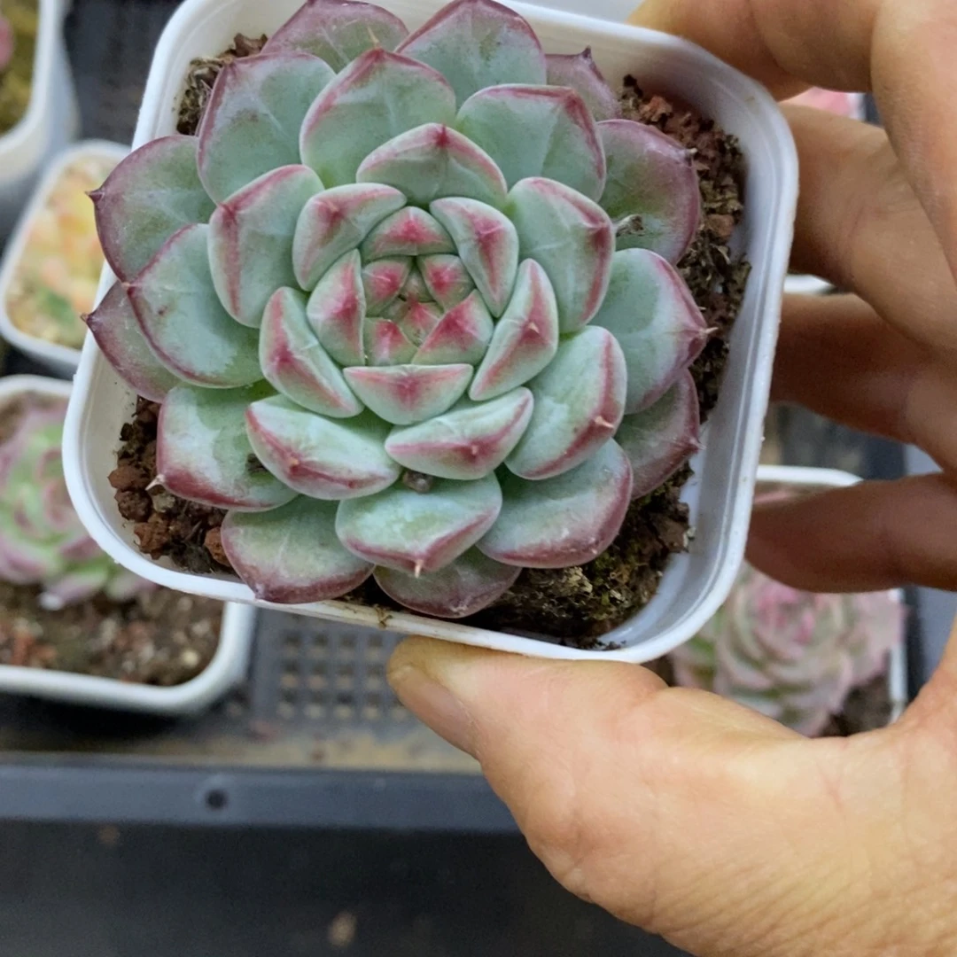 精品多肉一物一拍不包整4