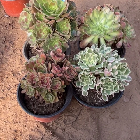 737多肉植物组合，