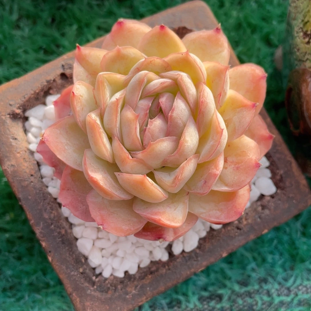 S***麻多肉植物盆栽多肉植物