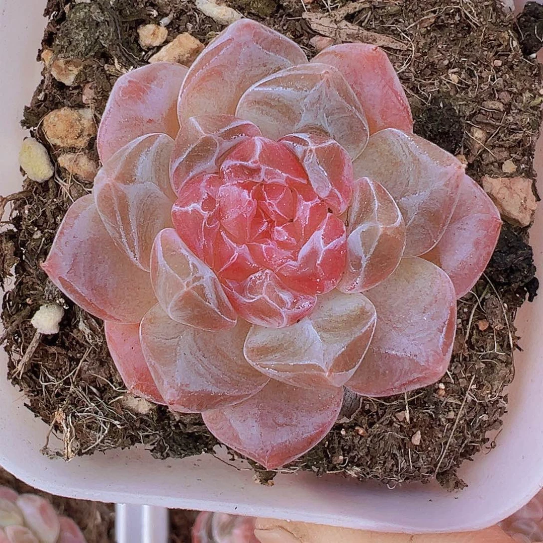 精品冰魄19包邮多肉植物