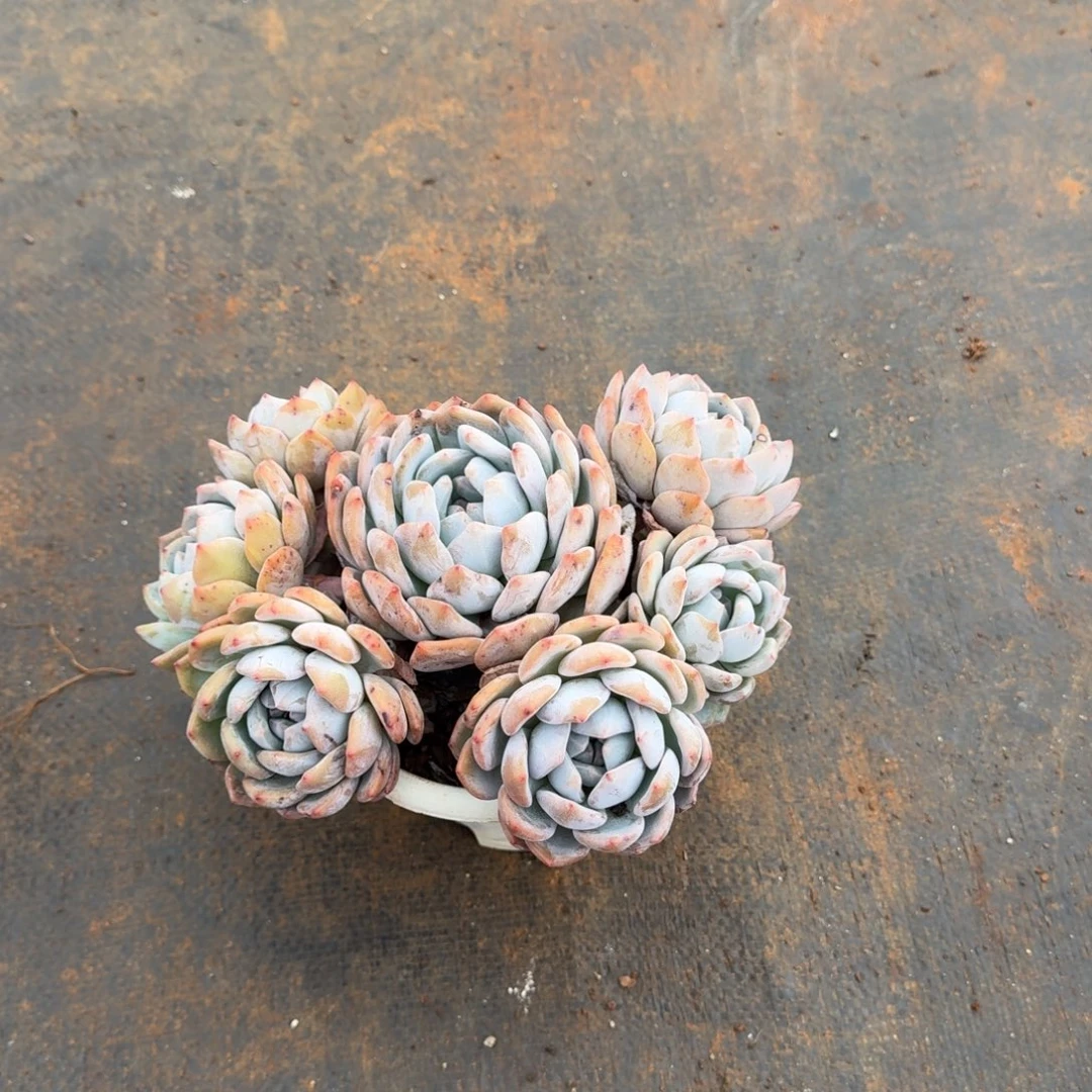 白盆7头橙梦路多肉植物