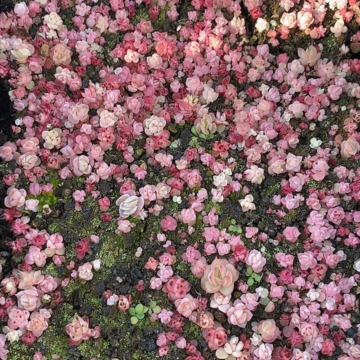 402 多肉植物盆栽花卉植物