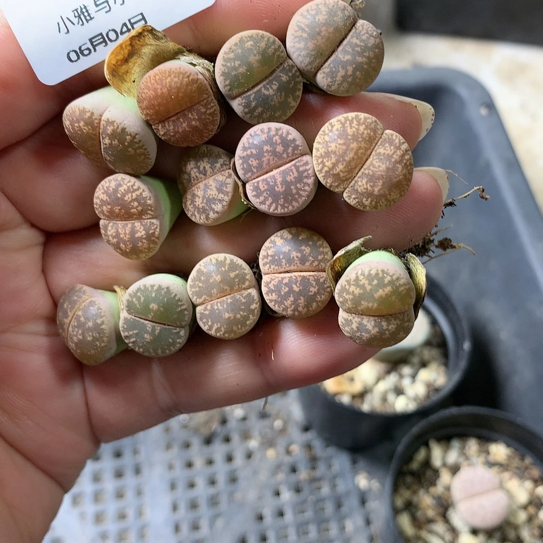 E10多肉植物保护研究所