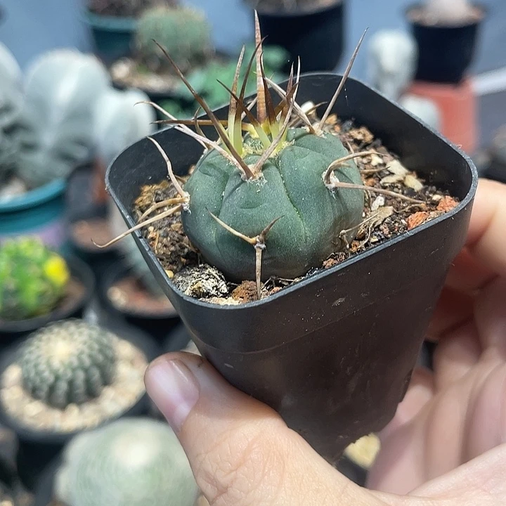 实生超刺光琳玉仙人球